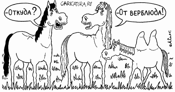 Карикатура "От верблюда", Александр Саламатин