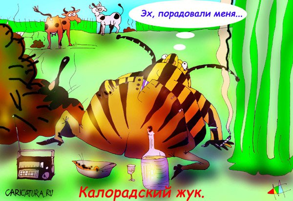 Карикатура "Колорадский жук", Марат Самсонов