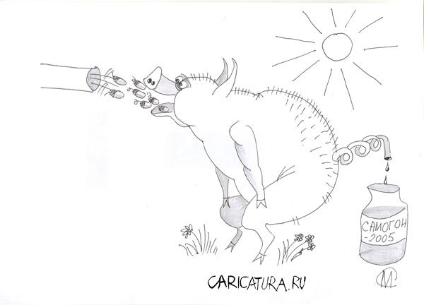 Карикатура "Свиногон", Марат Самсонов